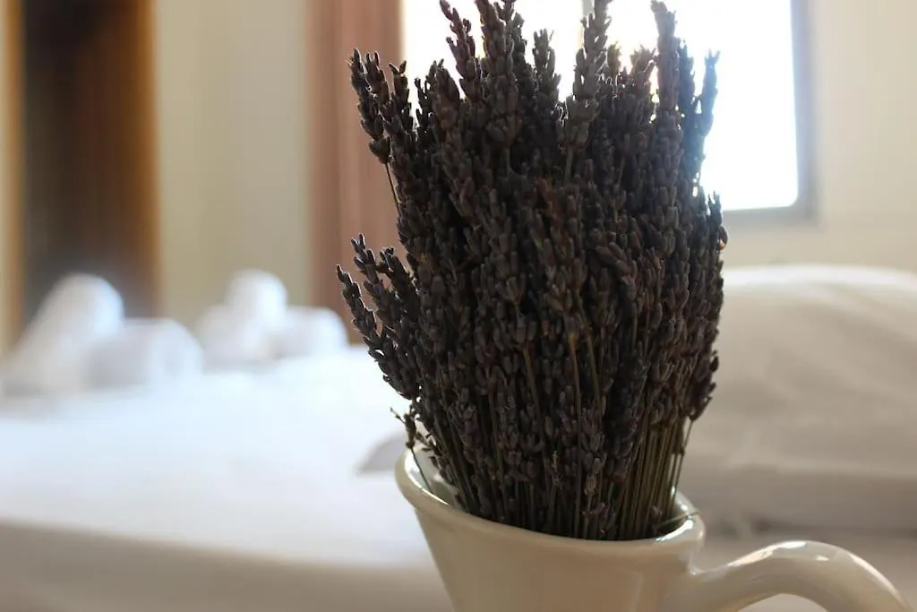 Apartment Lavandula Ring Tirana