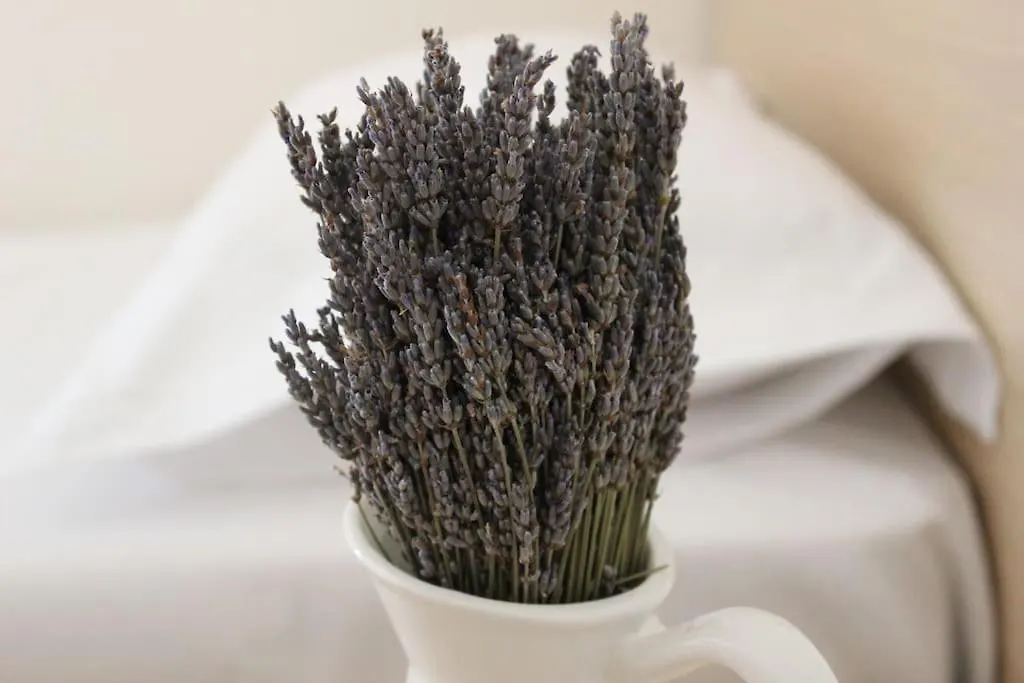 Lavandula Ring Tirana 0*,  Albania