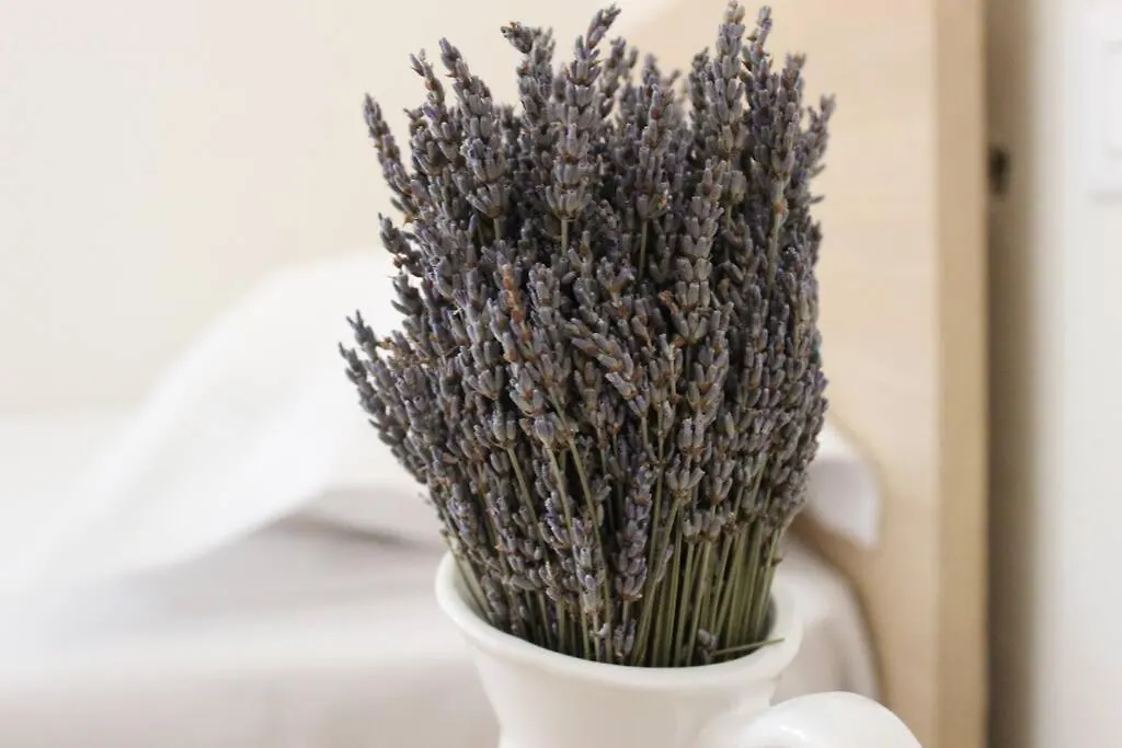 Lavandula Ring Tirana